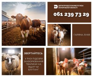 Увага! Гаряча лінія.