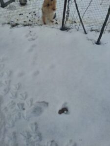 В Запорізькому районі зафіксовано підвищену мінну небезпеку